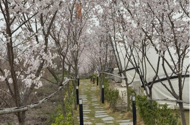 벚꽃 산책로